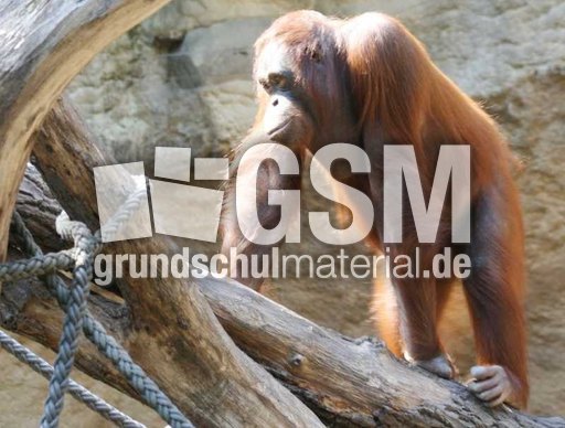 Orang-Utan-3.jpg